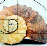 Fig. 7 Cochilia unui melc în spirală